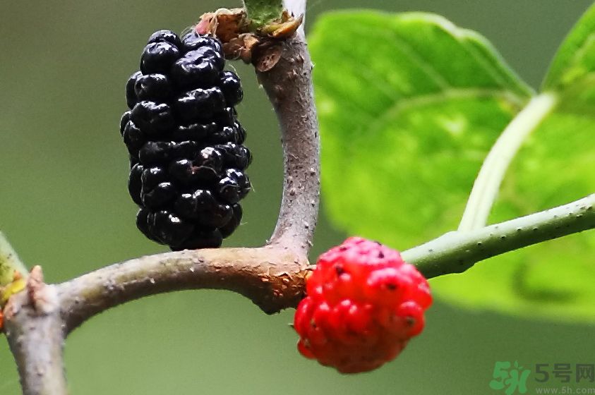 吃什么水果可以補血？補血的水果有哪些？