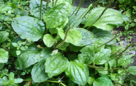 車前草能治痛風(fēng)嗎？車前草對(duì)痛風(fēng)的作用