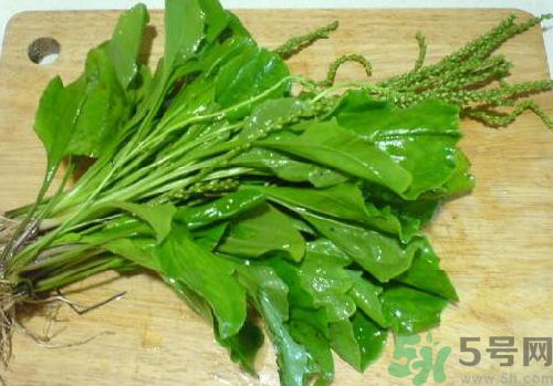 車前草能治痛風(fēng)嗎？車前草對(duì)痛風(fēng)的作用