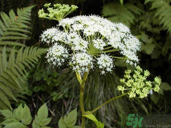 補(bǔ)氣血的中藥有哪些？哪些中藥補(bǔ)氣血？