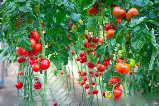 高血脂吃什么水果好？什么水果可以降血脂？