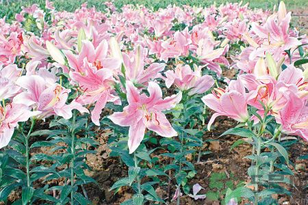 百合花可以吃嗎？百合花吃哪種？