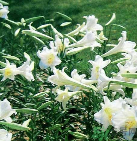 百合花可以吃嗎？百合花吃哪種？