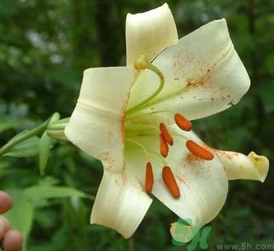 百合花可以吃嗎？百合花吃哪種？