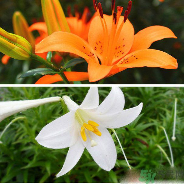 百合花可以吃嗎？百合花吃哪種？