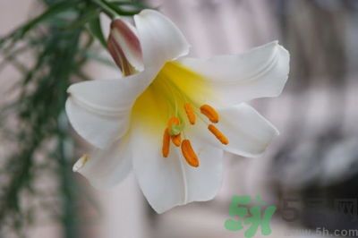 食用百合怎么挑選？如何挑選百合？