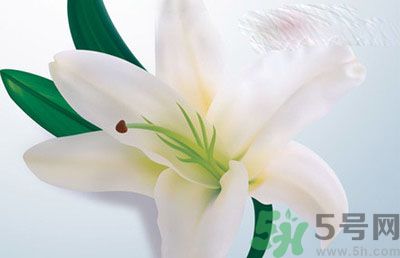 怎樣保存百合？保存百合有什么方法？