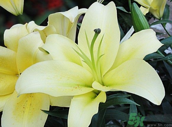 怎樣保存百合？保存百合有什么方法？