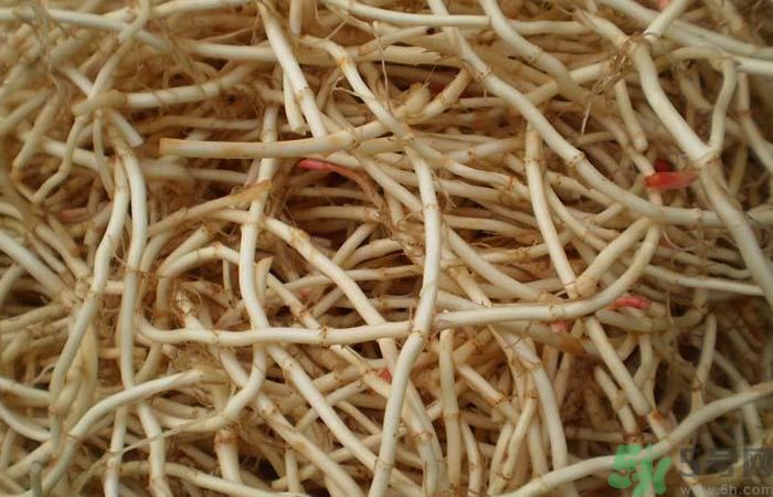 魚腥草能泡水喝嗎？魚腥草泡水喝有什么功效？