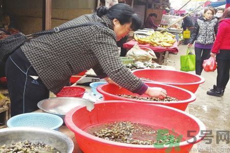 怎么挑選螺螄？螺螄怎么清洗？