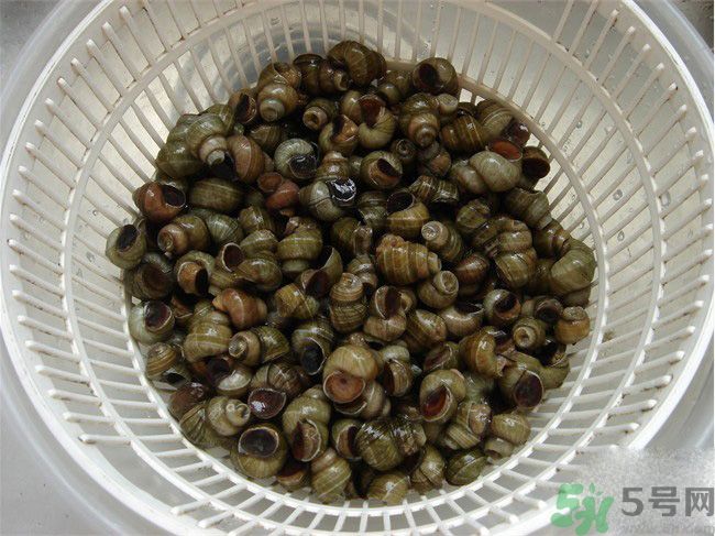 怎么挑選螺螄？螺螄怎么清洗？