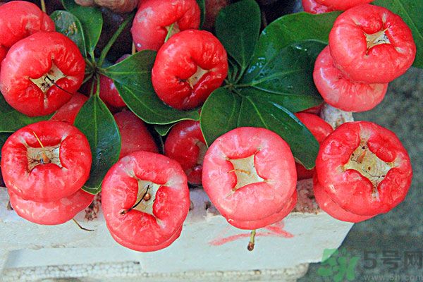 蓮霧孕婦能吃嗎？孕婦可以吃蓮霧嗎？