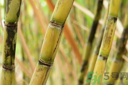 清明節(jié)可以吃甘蔗嗎？清明節(jié)不能吃哪些食物？