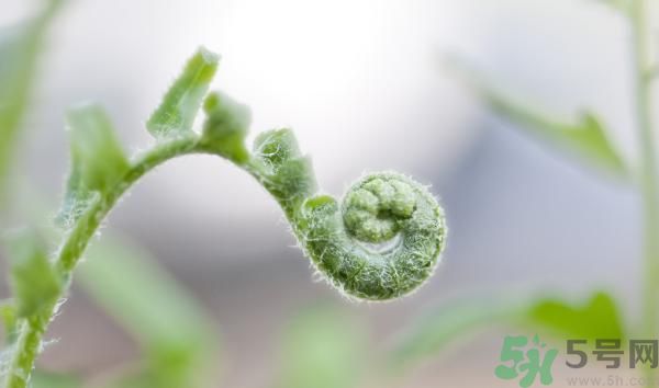 清明節(jié)可以吃甘蔗嗎？清明節(jié)不能吃哪些食物？