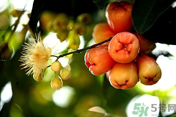 蓮霧月經(jīng)期間能吃嗎？來月經(jīng)能不能吃蓮霧？