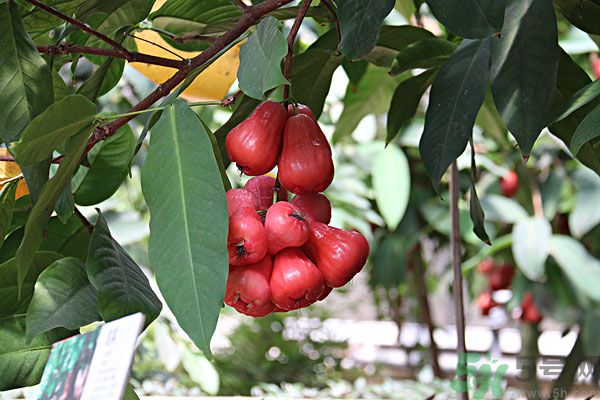 蓮霧月經(jīng)期間能吃嗎？來月經(jīng)能不能吃蓮霧？