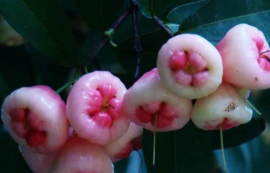 蓮霧皮能吃嗎？蓮霧要不要削皮？