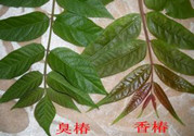 臭椿能吃嗎?香椿和臭椿的區(qū)別