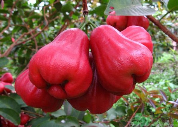 蓮霧是熱性還是涼性水果？蓮霧是寒性水果嗎？