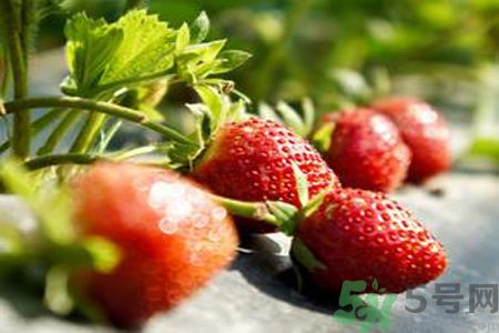 糖尿病可以吃草莓嗎？糖尿病吃草莓好嗎？