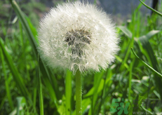 蒲公英可以治療婦科病嗎?蒲公英能治婦科病嗎?.png 蒲公英可以治療婦科病嗎?蒲公英能治婦科病嗎?.png