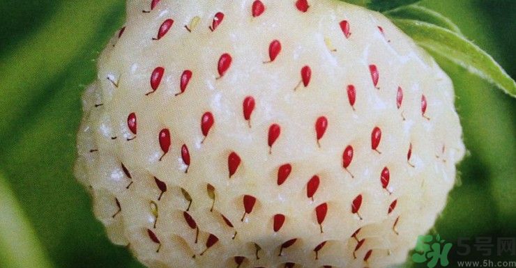 澳洲新型草莓已上市 澳洲新型草莓安全嗎？