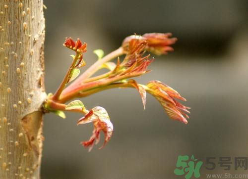 香椿和什么不能一起吃?吃了會(huì)怎么樣 香椿和什么不能一起吃?吃了會(huì)怎么樣