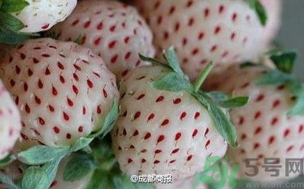 菠蘿莓好吃嗎？菠蘿莓好不好吃？