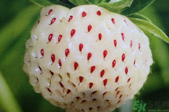 菠蘿莓好吃嗎？菠蘿莓好不好吃？