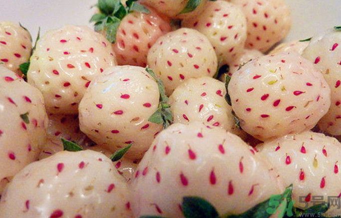 菠蘿莓孕婦能吃嗎？菠蘿莓懷孕可以吃嗎？