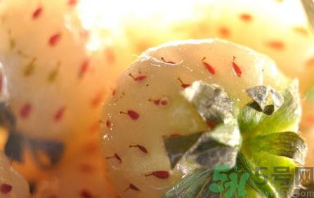 菠蘿莓孕婦能吃嗎？菠蘿莓懷孕可以吃嗎？