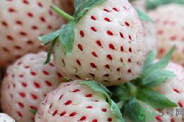 菠蘿莓孕婦能吃嗎？菠蘿莓懷孕可以吃嗎？