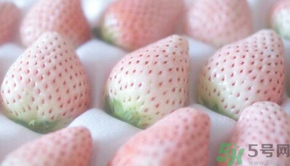 寶寶能吃菠蘿莓嗎？嬰幼兒能吃菠蘿莓嗎？