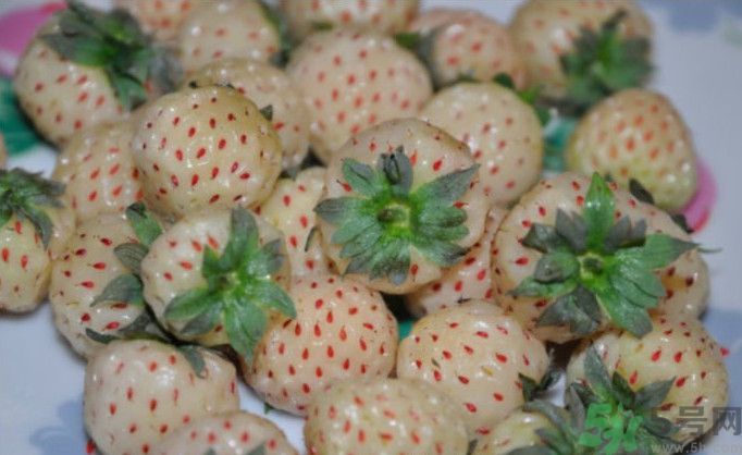 寶寶能吃菠蘿莓嗎？嬰幼兒能吃菠蘿莓嗎？