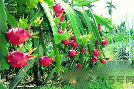 糖尿病可以吃火龍果嗎？糖尿病吃火龍果好嗎？