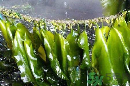 怎么選擇干海帶？吃海帶要注意什么？