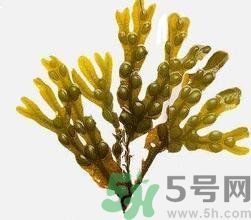 哪種海帶吃起來比較好？海帶有什么類別？