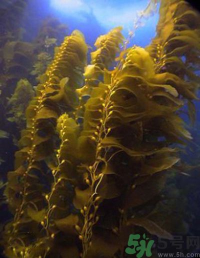 哪種海帶吃起來比較好？海帶有什么類別？