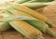 糖尿病可以吃玉米嗎？糖尿病吃玉米好嗎？
