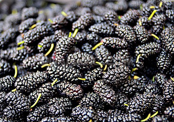 桑葚孕婦可以吃嗎？孕婦能不能吃桑葚？