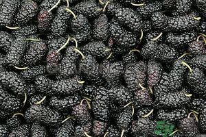 桑葚孕婦可以吃嗎？孕婦能不能吃桑葚？