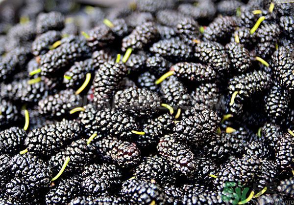 桑葚孕婦可以吃嗎？孕婦能不能吃桑葚？