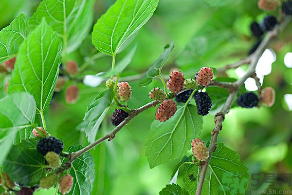 哺乳期能不能吃桑葚？桑葚產(chǎn)婦能吃嗎？