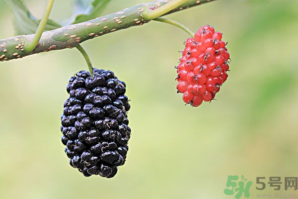 哺乳期能不能吃桑葚？桑葚產(chǎn)婦能吃嗎？