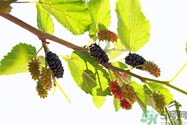 哺乳期能不能吃桑葚？桑葚產(chǎn)婦能吃嗎？