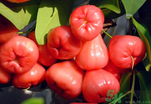 蓮霧可以空腹吃嗎?蓮霧空腹吃好不好?.jpg 蓮霧可以空腹吃嗎?蓮霧空腹吃好不好?.jpg