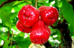 蓮霧是飯前吃好還是飯后吃好?蓮霧什么時(shí)候吃最好?.png 蓮霧是飯前吃好還是飯后吃好?蓮霧什么時(shí)候吃最好?.png