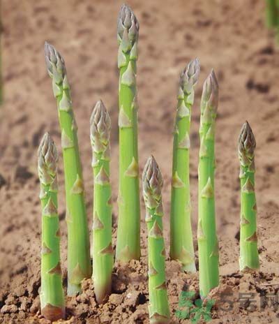 蘆筍要焯水嗎？蘆筍焯水要多久才最好？