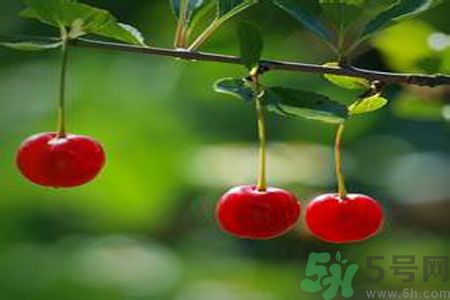 痛風(fēng)可以吃櫻桃嗎？痛風(fēng)吃櫻桃好嗎？