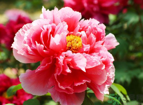 牡丹可以放在室內(nèi)嗎？室內(nèi)怎么養(yǎng)牡丹？